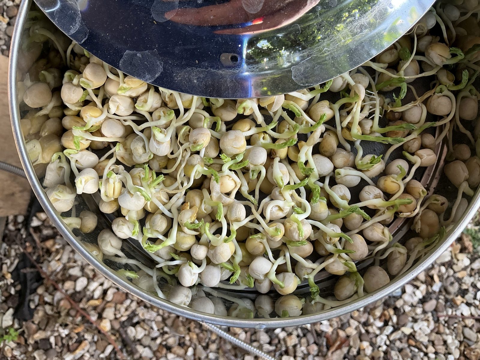 Automatic Seed Sprouter